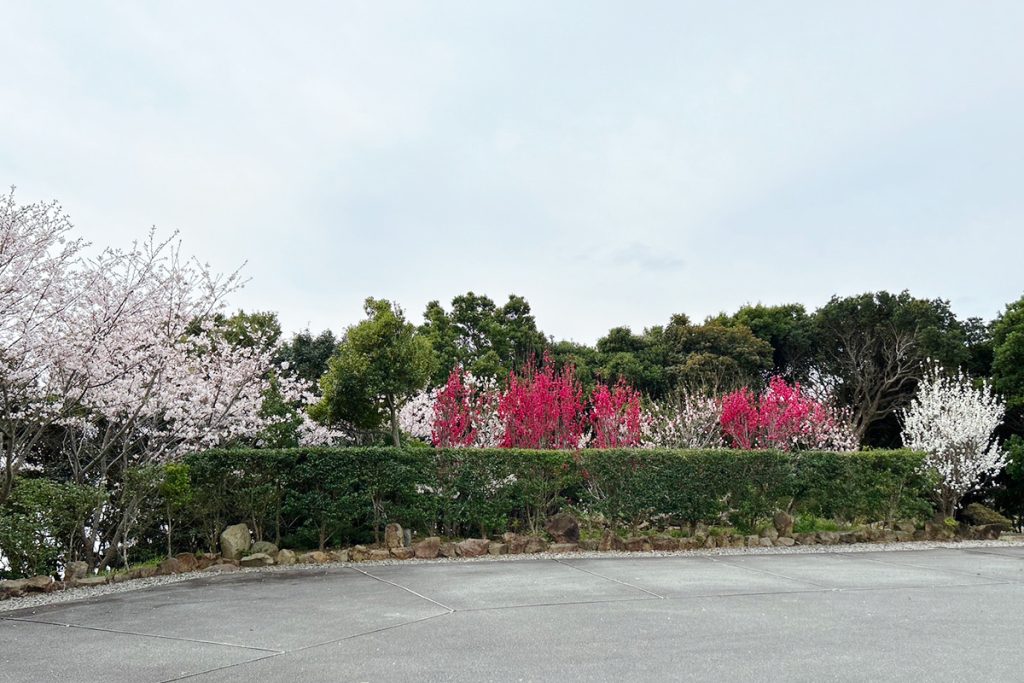 夢遊華の庭園の桜